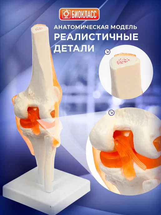 БИОКЛАСС Макет коленного сустава человека на подставке, вариант, фото 3