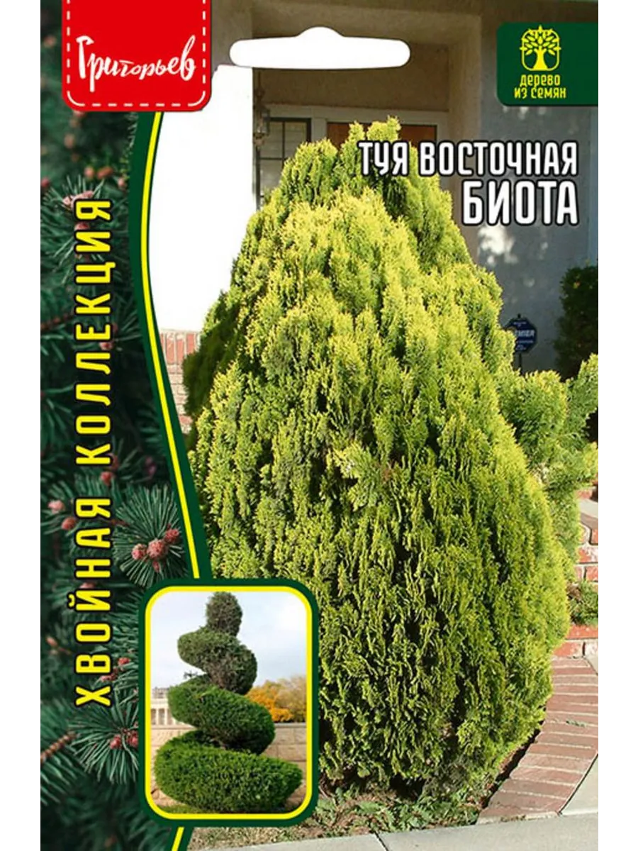 Семена Туя Биота восточная 30 шт