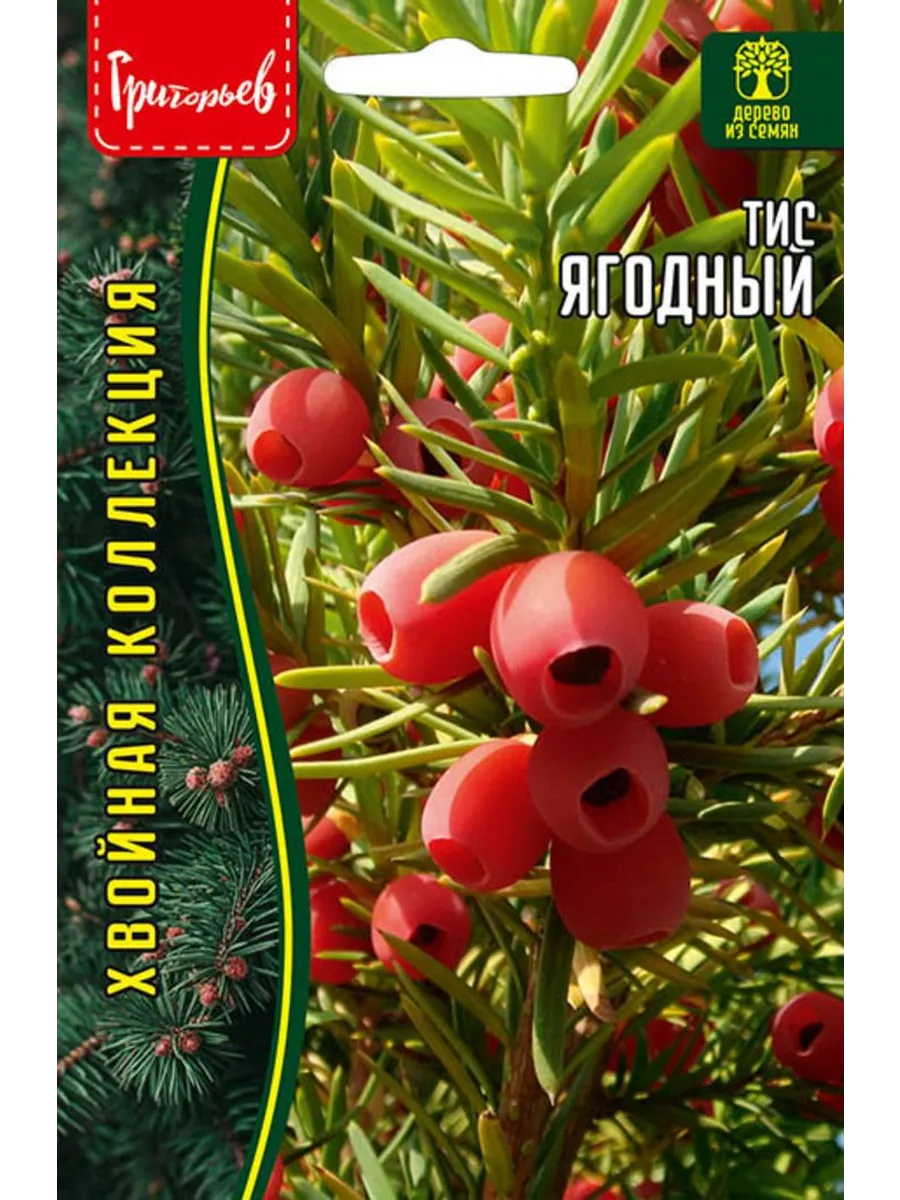 Семена Тис Ягодный 10шт