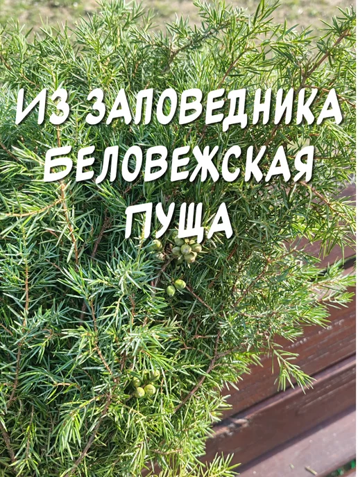 из Пущи Можжевельник "Верес" лесной 1 шт, 3 шт, фото 6