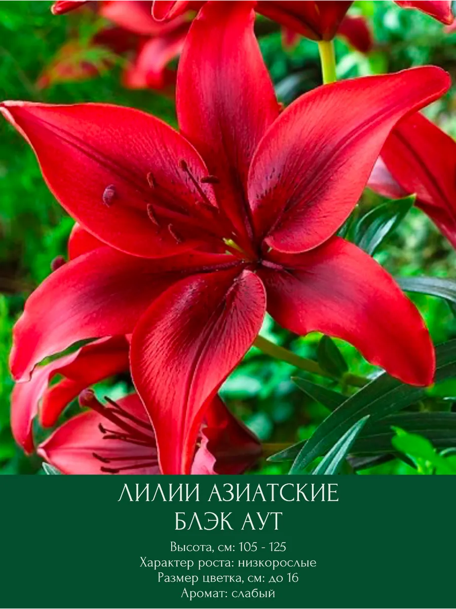 Лилия азиатская Блэк Аут, луковицы многолетние