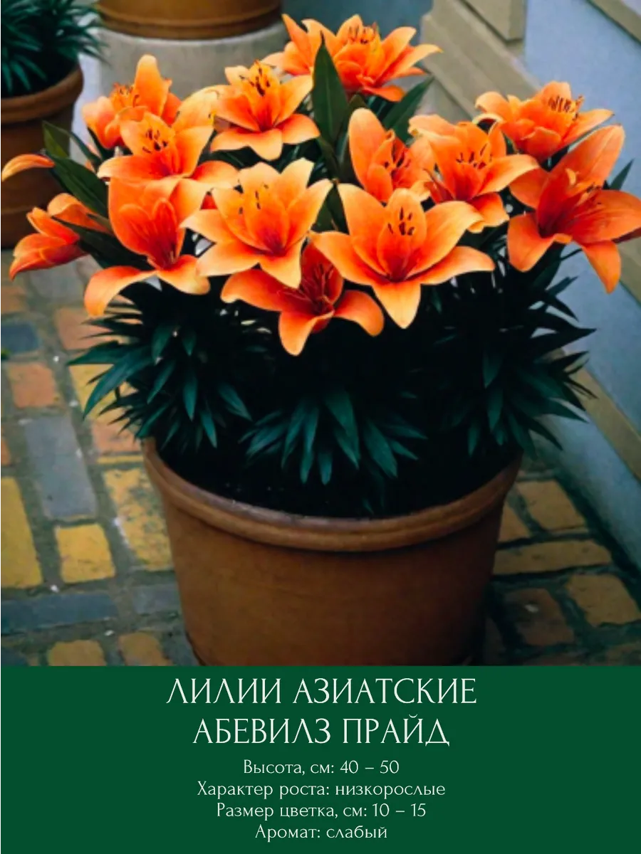 Лилия азиатская Абевилз Прайд, луковицы многолетние