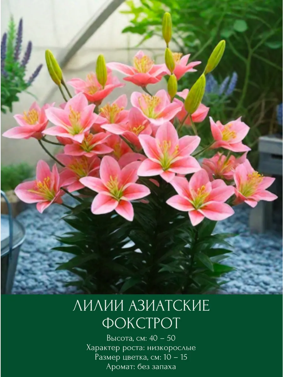 Лилия азиатская Фокстрот, луковицы многолетние