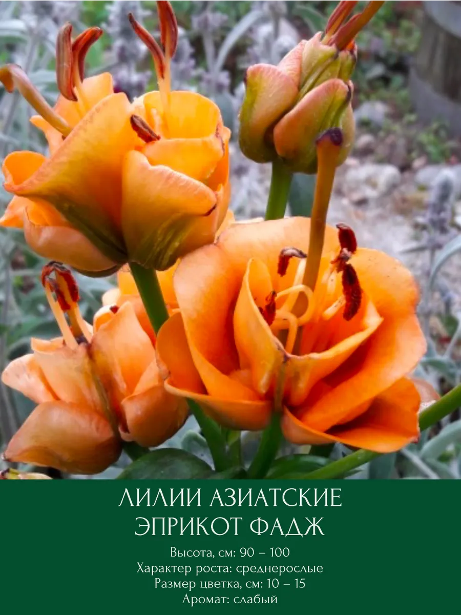 Лилия Эприкот Фадж азиатская луковицы многолетние