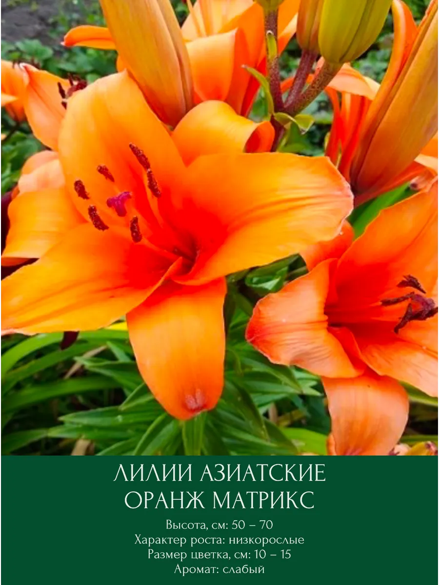 Лилия Оранж Матрикс азиатская луковицы многолетние