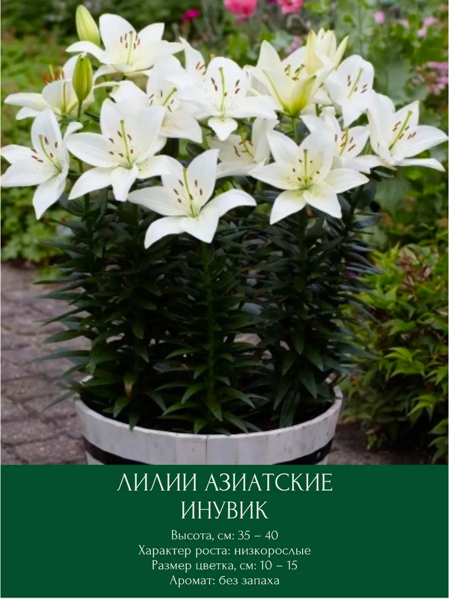 Лилия Инувик азиатская луковицы многолетние
