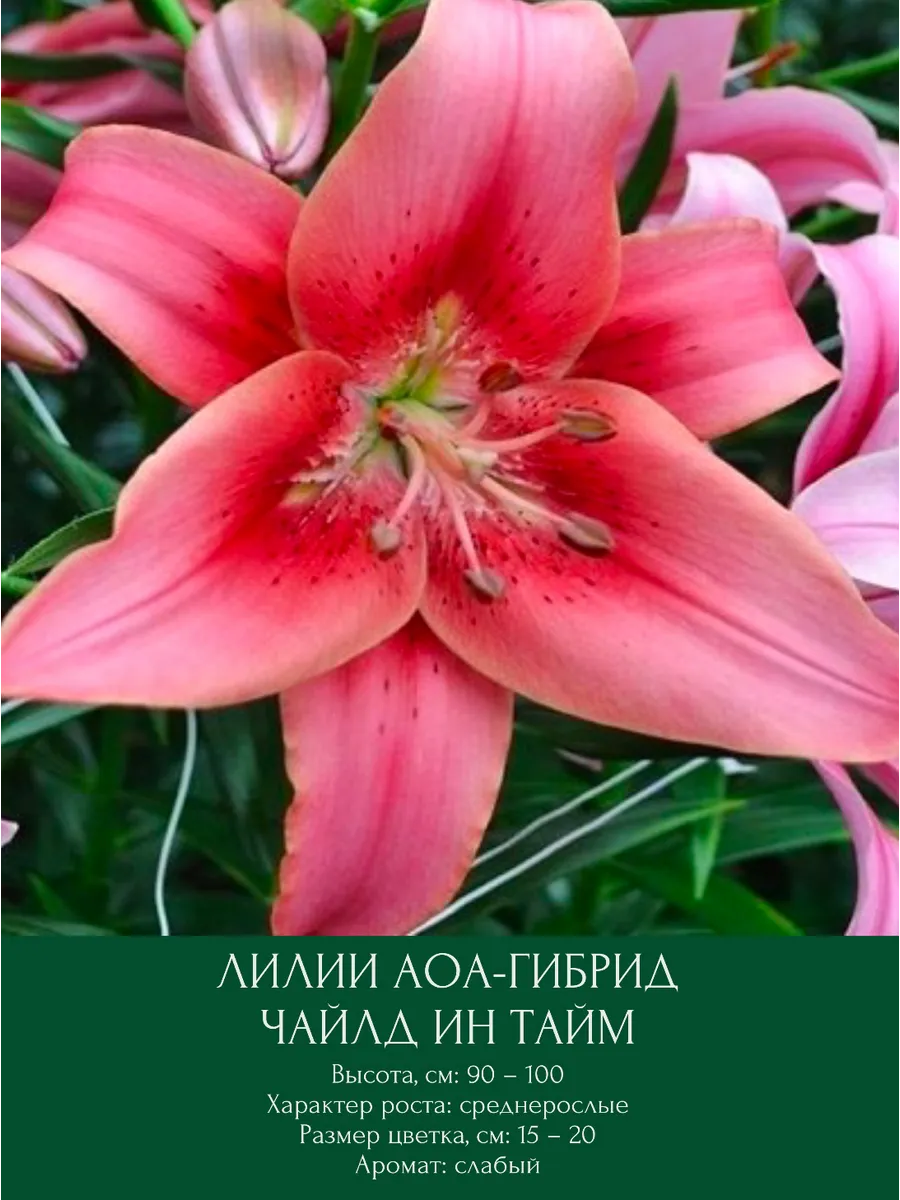 Лилия Чайлд Ин Тайм азиатская луковицы многолетние