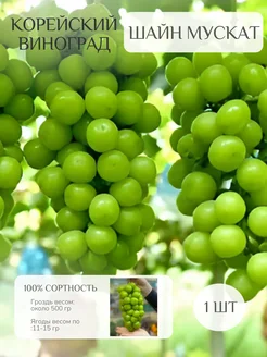 Интернет-магазин Wildberries: широкий ассортимент товаров - скидки каждый день!