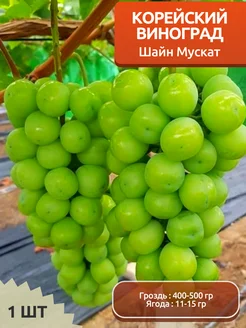 Интернет-магазин Wildberries: широкий ассортимент товаров - скидки каждый день!