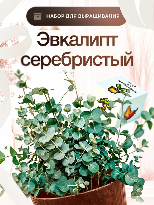 Про Растения Набор для выращивания растений Эвкалипт серебристый, серебристый
