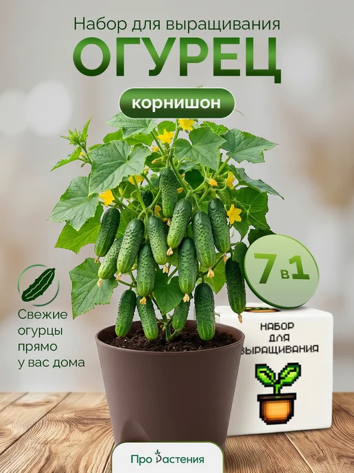 Про Растения Набор для выращивания растений Огурец корнишон, вариант