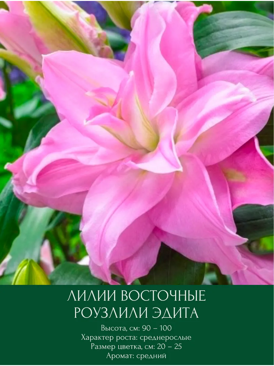 Лилия Роузлили Эдита, восточная луковицы многолетние