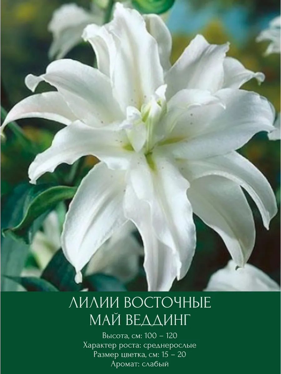 Лилия Май Веддинг, луковицы многолетние