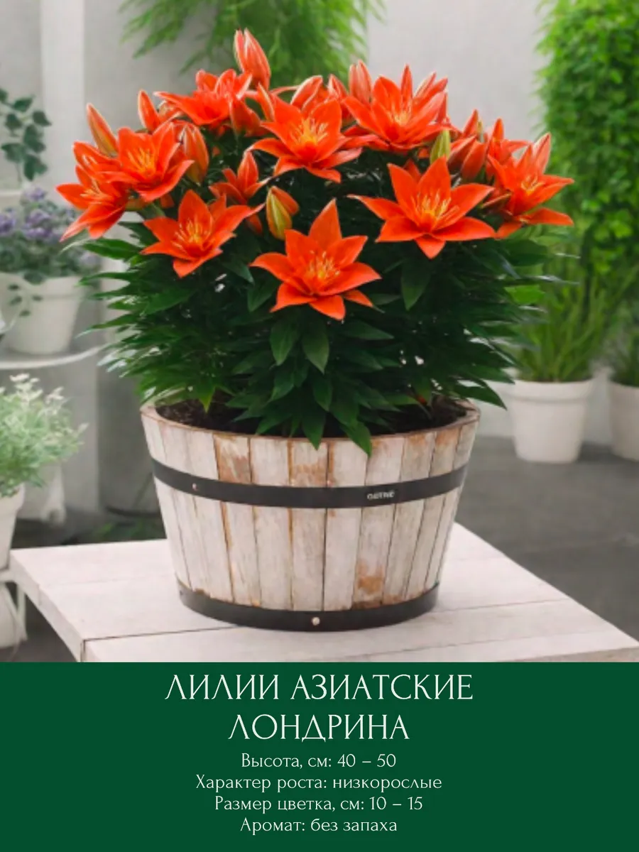 Лилия Лондрина, луковицы многолетние