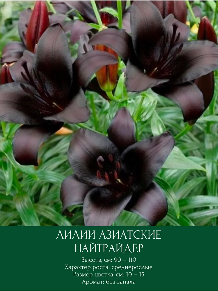 Лилия Найтрайдер, луковицы многолетние