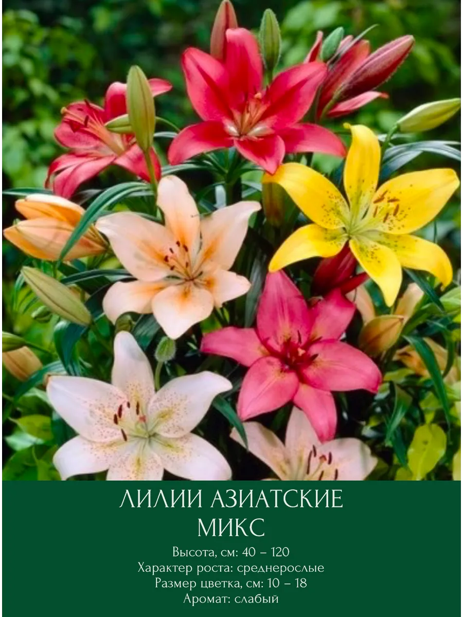 Лилия азиатская микс, луковицы многолетние