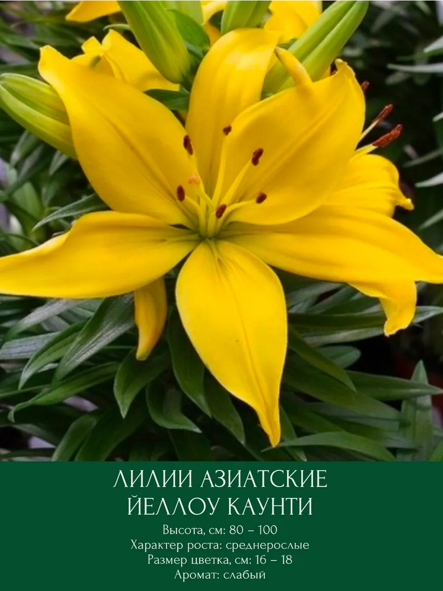 Лилия Йеллоу Каунти, луковицы многолетние