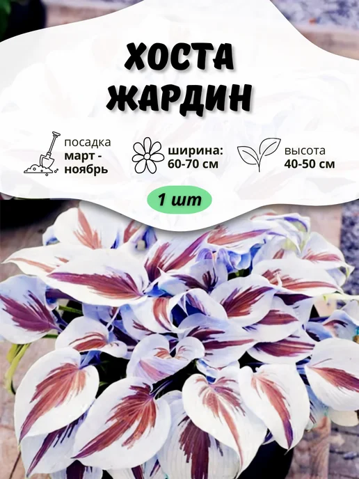 Хоста Саженец Жардин ОНЛАЙН САД