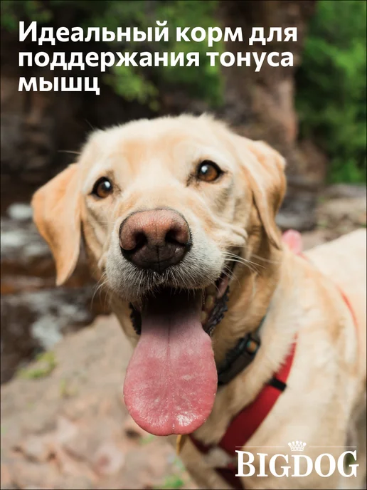 Сухой корм ЗООГУРМАН Бигдог Птица для собак, крупные, 10 кг, фото 3