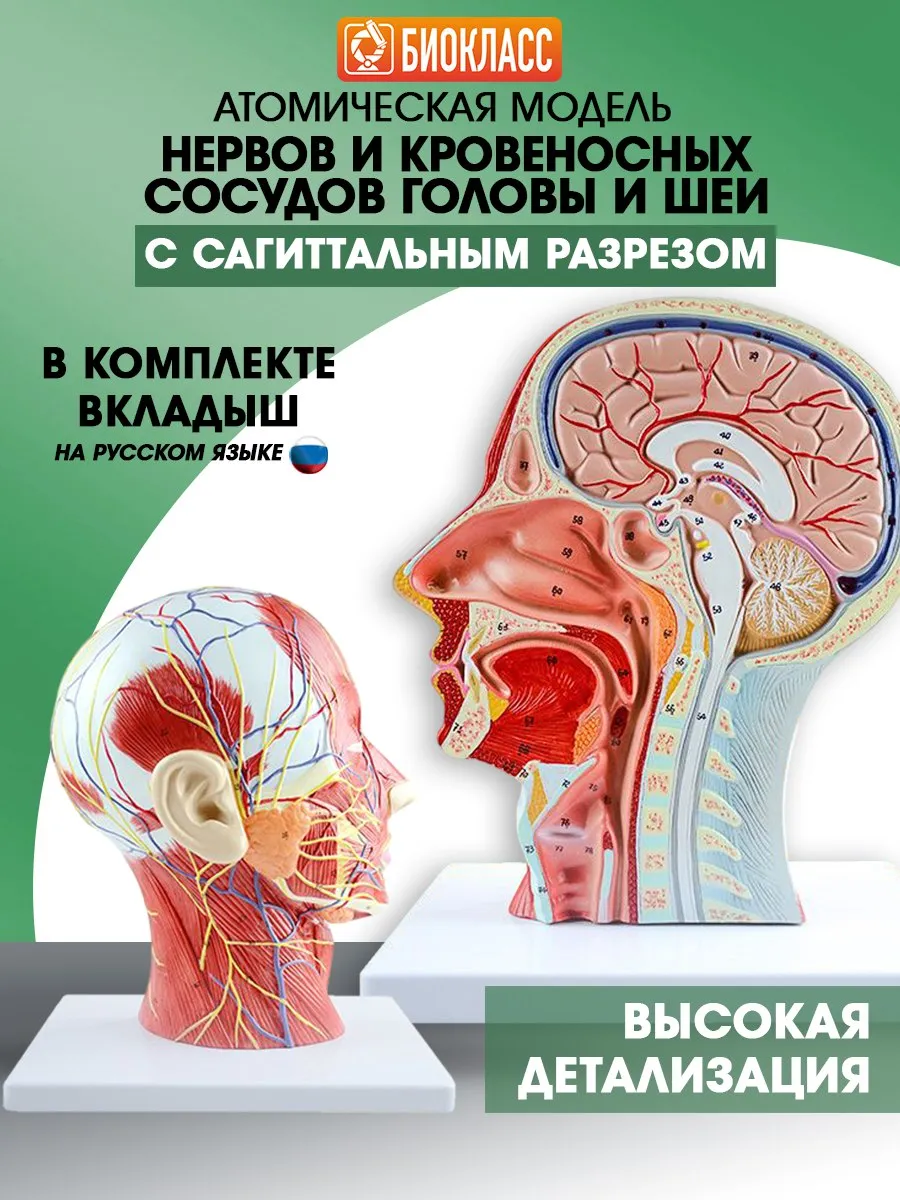 Анатомическая модель головы, мозг