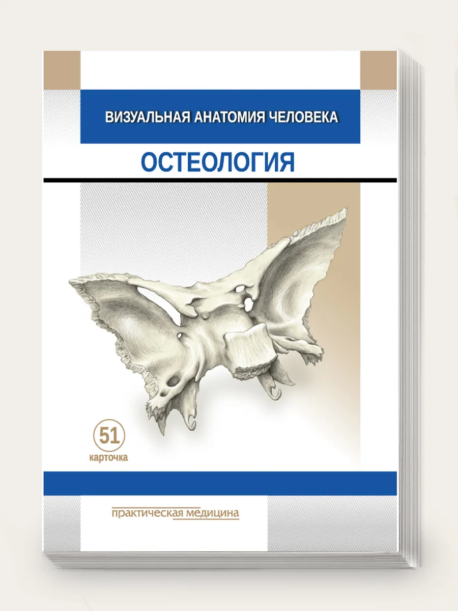 Карточки "Визуальная анатомия человека: Остеология" 51 шт