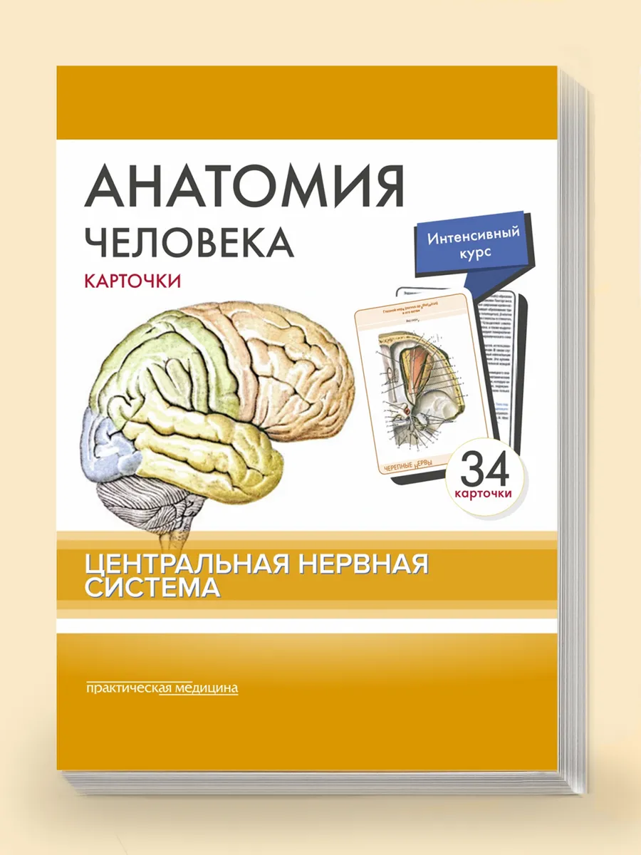 Карточки "Анатомия: Центральная нервная система" 34 шт